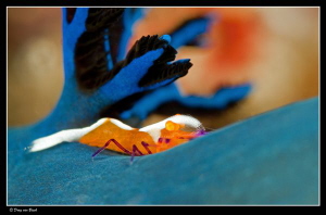 Hitchhiker... by Dray Van Beeck 